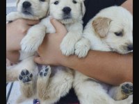 A kalite ırk sağlık garantili Golden retriever yavrular