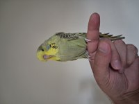 Yavru show jumbo muhabbet kuşları