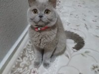 Yetişkin dişi kedilerim yeni yuvasını arıyor