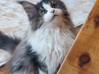 Şeceresi şampiyonlar ile dolu POLİDAKTİL dev maine coon