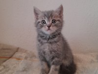 45 günlük british shorthair yavrular