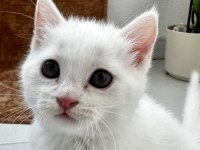 British Shorthair Beyaz Yavrular