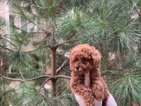 Kore Teacup Poodle Yavru