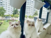 KEDİMİZ İÇİN AÇIKLAMA OKUYUN VE LÜTFEN ARAYARAK BİLGİ ALIN