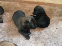 Belçika malinois yavrularımız sahiplendirilecek