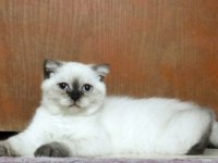 Scottish fold çikolata point