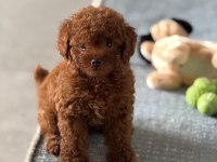 Toy Poodle Bebek