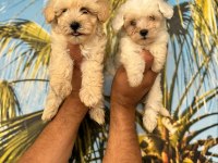 Maltipoo Elma Şekeri