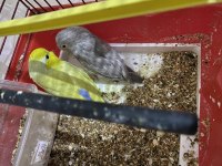 Mükemmel renk takım forpus