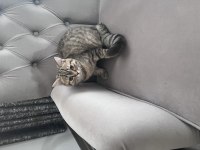 British Shorthair Golden Tabby