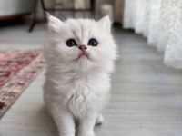 Kendi scottish fold kedimizin yavruları