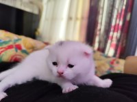8 yavru kedim oldu acil sahiplendirilecek