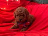 Safkan Toy Poodle Bebekler