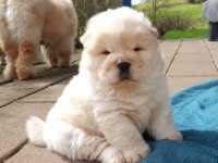 IRK VE SAĞLIK GARANTİLİ CHOW CHOW