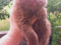 Cinnamon erkek british shorthair