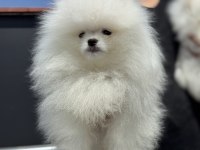 Petmode köpek çifrliğinden sçr li pomeranian