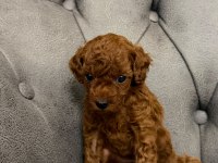 HER BÜTÇEYE POODLE