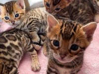 SAFKAN BENGAL KEDİSİ YAVRULAR