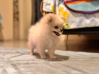 Pomeranian 3 aylık yavru