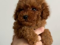 TOY POODLE YAVRU KÖPEĞİMİZ