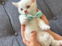 British shorthair 50 günlük yavru