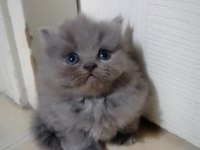 Scottish fold yavru Antalya