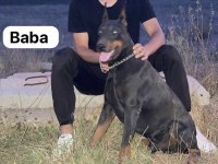Son bir adet fırsat Dobermanı 56 günlük dişi