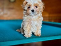 En iyi kore maltipoo yavruları