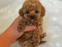 Birbirinden Güzel TOY POODLE bebeklerimiz