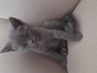 A Kalite British Shorthair Gri