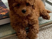 Irkının Güzeli Toy Poodle Bebek