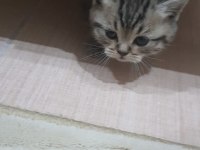 Yuva arayan sevimli british shorthair yavrularımız