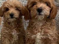 Maltipoo Cins Bebekler