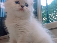 British shorthair istanbul içinde ulaşımını sağlıyorum