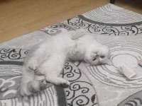 2 YAŞINDA ERKEK KEDİMİZ