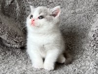 Lilac bicolor solid erkek british bebekler