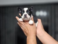 A KALİTE FRENCH BULLDOG