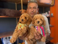 Mükemmel kalitede poodle bebeklerimiz