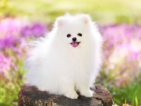 FCI Export Sçr Belgeli Pomeranian lar Petmod den