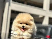 Orjinal şecereli pomeranian boo