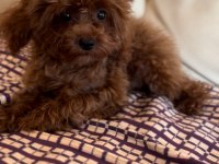 Safkan kore poodle yavrular