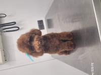 Teacup kuyruksuz poodle eşleşme için