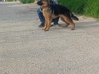 ŞECERELİ 6 AYLIK DİŞİ ALMAN KURDU