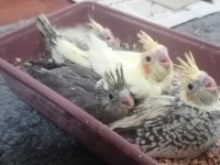 1 aylık sultan papağanı yavruları
