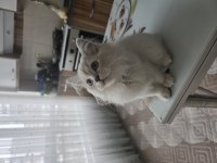 6 Aylık Kedimi Sahiplendireceğim