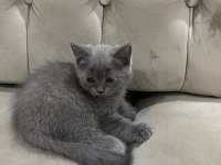 British shorthair yavru kediler