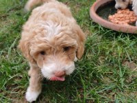 Arthur ve Sakızın Maltipoo Yavruları