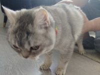 5 Aylık yavru british shorthair erkek kedimiz