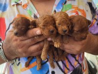 Red brown korekan ayı surat poodle yavrular