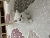 Pamuk şekerler yeni yuvalarını bekliyor kediler